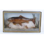 Cased mounted Barbel