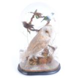 Mounted Barn Owl with exotic foreign birds in glass dome