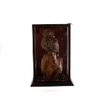 A taxidermy of a little owl, in 3/4 glazed case, AF, with T.C Rose sticker (2)