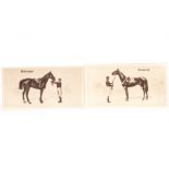 Cigarette Cards, Horseracing, Complete Set, Wills's New Zealand Issue, New Zealand Racehorses, cream