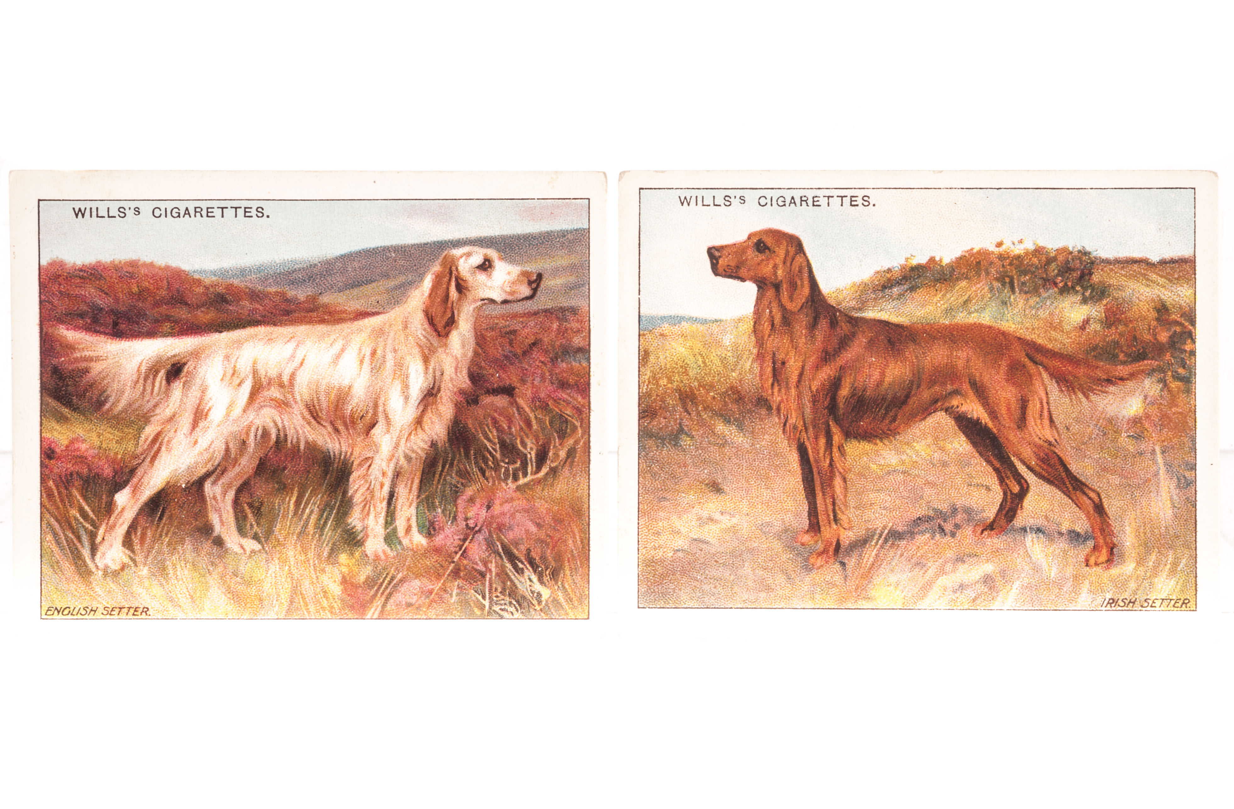 Cigarette Cards, Dogs, Complete Large Sets, Wills's Dogs A Series (25)(gd) and Dogs Series 2 (25)(
