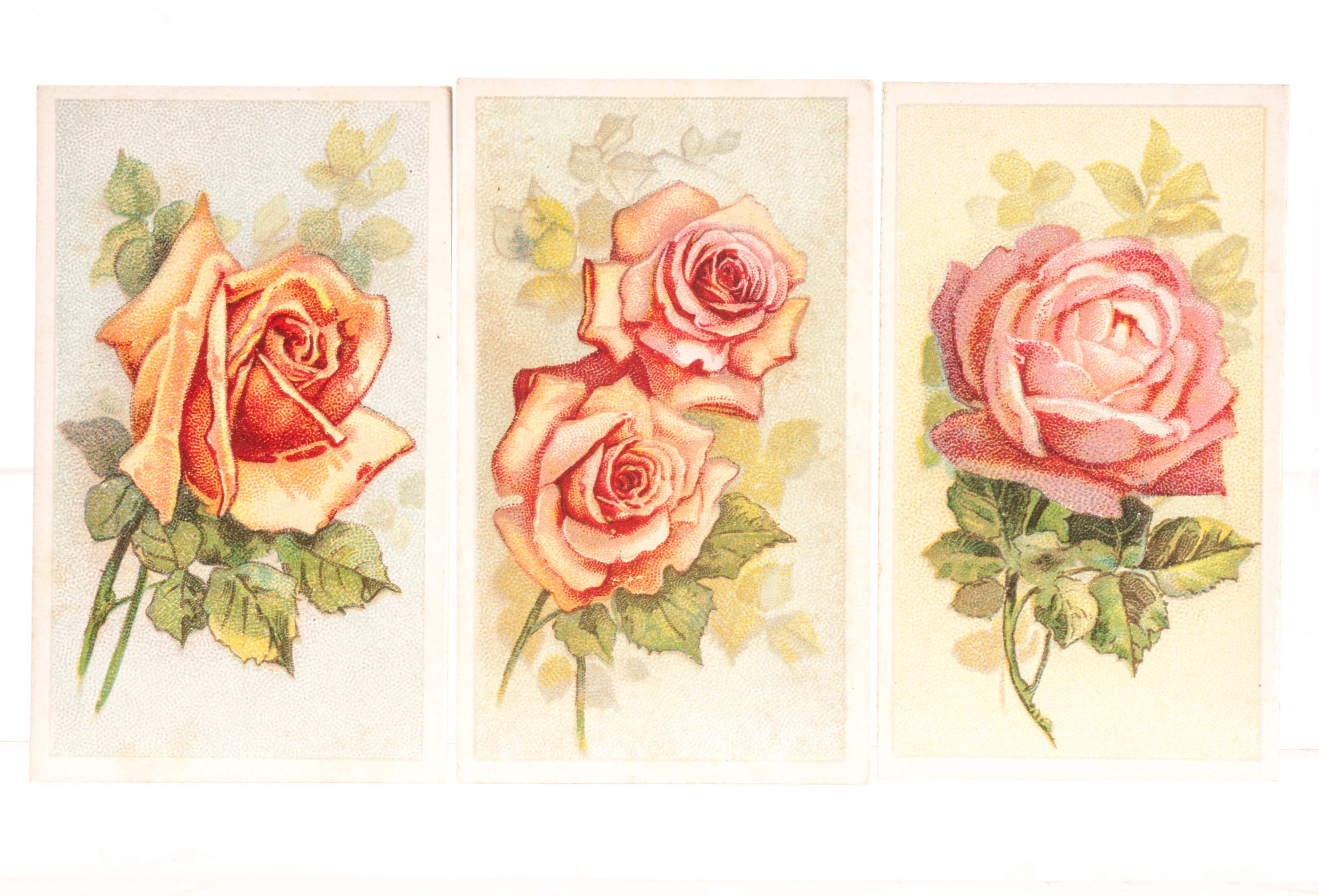 Cigarette Cards, Roses, Complete Set, Wills's Roses Purple Mountain Overseas Issue (25) (vg - no 1 &