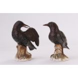 A pair of late nineteenth century Meissen models of starlings, raised over naturalistic rock work