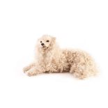 A French real fur Pomeranian dog nightdress case, with white curly sheep skin covering, brown and