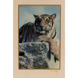 Patrick Lichfield: colour lithographic prints of big cats, signed ‘Lichfield’ and limited edition