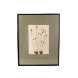 Hilda Wright ARPS, watercolour, depicting the flower Drakaea Elastica, signed to lower right, approx