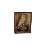 A taxidermy of a barn owl, the owl perching on a branch, in glazed case