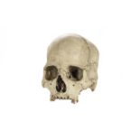 Of Anatomical interest: A human skull, having some pencil latin inscriptions, four molers still