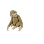 A Steiff cinnamon mohair chimpanzee, 1920s, with brown and black glass eyes, felt face with open