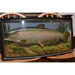 A bow fronted taxidermy display case enclosing a preserved rainbow trout