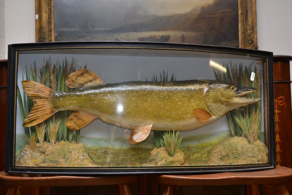 A bow fronted taxidermy display case enclosing a preserved pike by A J Bond