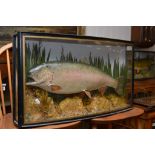 A bow fronted taxidermy display case enclosing a preserved trout by A J Bond