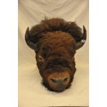 A large Antique American buffalo head mounted on an oak plaque