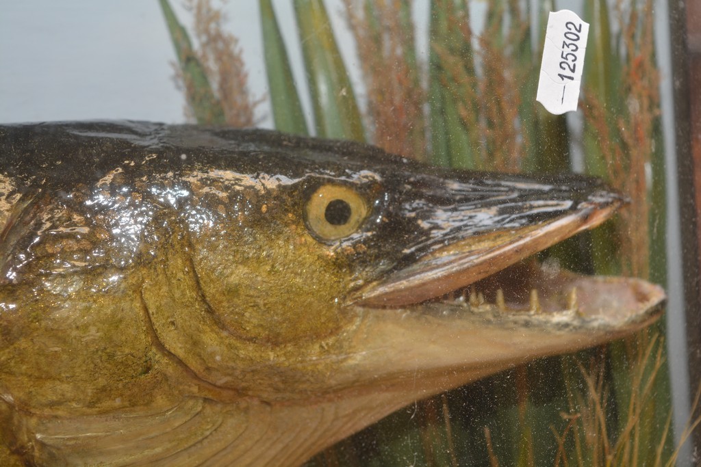 A bow fronted taxidermy display case enclosing a preserved pike by A J Bond - Image 2 of 2