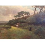 C. E. Stiffe, signed, early 20th century, horses grazing in field, oil on artists board, 47cm x