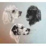 Carolyn Alexander, British 20th C signed 1969 portraits of three dogs, pastel on card, 52cm x 52cm