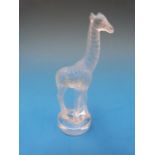 A Lalique model of a giraffe signed to t