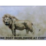 A David Shepherd signed print of a lion,