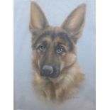 Pastel of a German Shepherd signed indis