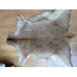 Two likely African animal hides