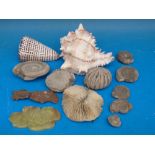 A quantity of fossils, shells,