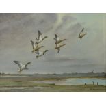 Cecil Thomas Hodgkinson (1895-1979): Watercolour "Mallards in Flight", signed lower right (22cm x