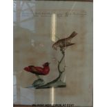 A pair of framed coloured engravings of birds (each approx 42.5cm x 33.