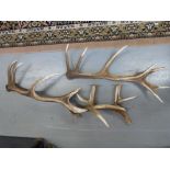 A quantity of antlers, a world map,
