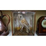 Taxidermy: a barn owl, in a glazed case,