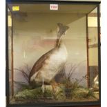 Taxidermy: a Grebe, in a glass fronted case, 42.5cm high x 39.5cm wide.