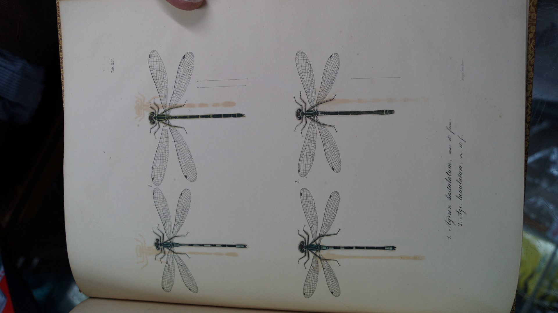 DRAGONFLIES: DE CHARPENTIERS (Toussaint): 'Libellulinae Europaeae.. - Image 5 of 6