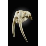 Natural History: A Walrus skull  Canada, modern with CITIES certificate 51cm.; 20ins long