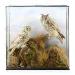 Taxidermy: A long eared and short eared owl  late 19th century 61cm.; 24ins square