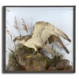 Taxidermy: An Osprey (Pandion haliaetus) attributed to H Ward  mid 19th century 80cm.; 31½ins high