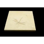 Fossils: A dragonfly plaque  Solnhofen, Germany, Jurassic 19cm.; 7½ins square, the specimen 8.