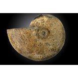 Fossils: A Pachydiscus ammonite  Baja, Mexico, Upper Cretaceous 45cm.; 17½ins high