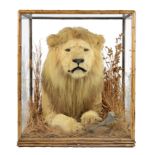 Taxidermy: A magnificent half cased lion (Panthera leo) by Rowland Ward   with label detailing