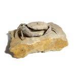 Fossils: A Fossil crab (Harpactocacinus puntatus)  Verona, Eocene the specimen 18cm.; 7ins wide