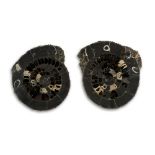 Fossils: A pair of Ammonite slices  Jurassic, Upper Volga, Russia 29cm.; 11½ins