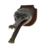 Taxidermy: A mounted Gharial (Gavialis gangeticus) head by Edward Gerrard  Indian, early 20th