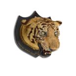 Taxidermy: A large mounted Tiger's head (Panthera tigris) possibly by Theobald Bros  Indian the