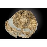 Fossils:A large Asteroceras ammonite half section  Lyme Regis, Lower Jurassic, approximately