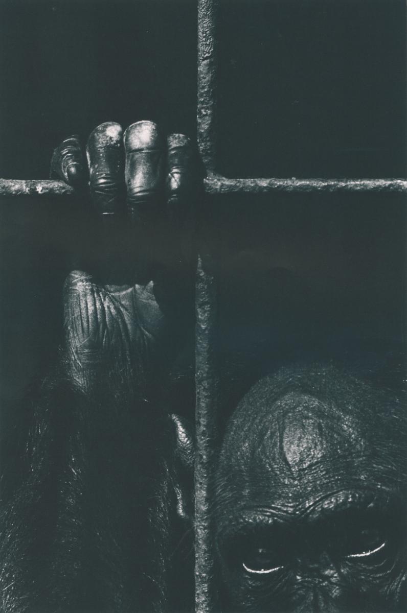 *†Eddie Powell (b.1950)  Captivity No 1 Aged Chimp unframed 76.5cm.; 30ins by 100.5.; 39½ins