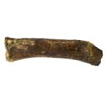 Natural History:A rare fragmentary limb bone from a Tyrannosaurus Rex  discovered in 2011 in