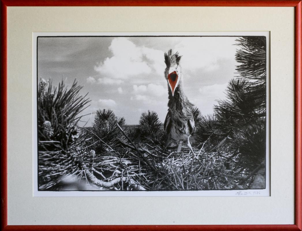 †Eddie Powell, (b. 1950) 
Heron Chick 200ft above in Scots Pine Tinted Gaping Mouth and Frame