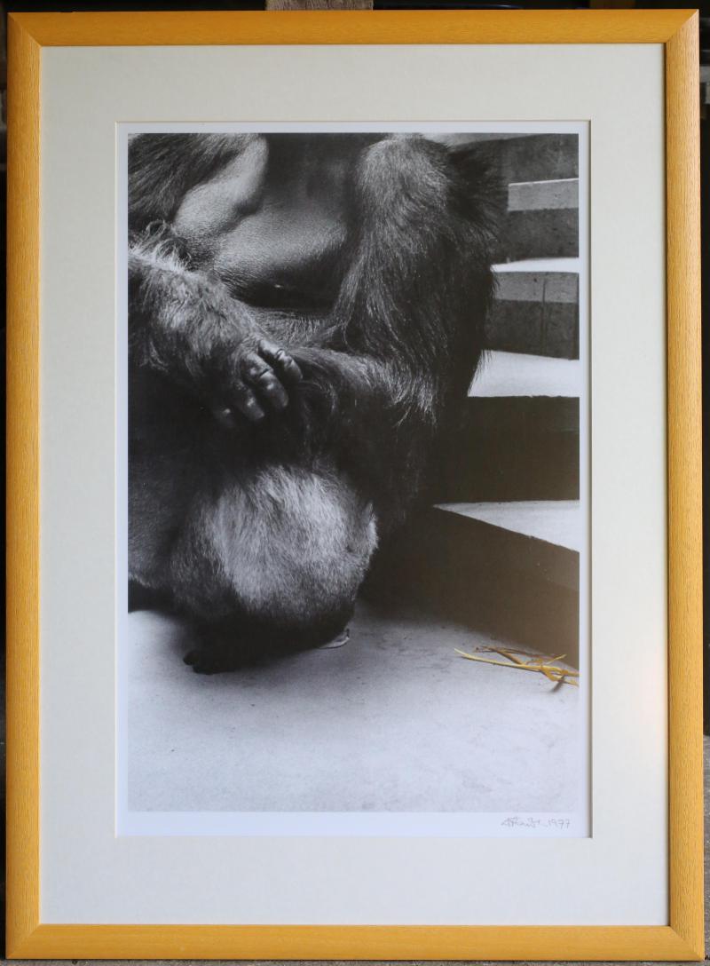 *†Eddie Powell (b. 1950)  Captivity No 5 Gorilla with Nesting Material Yellow Tinted Frame and