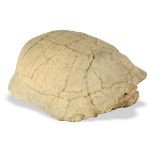 Natural History:An unusually large Stylenus Nebrascensis (Freshwater Turtle) specimen  South Dakota,