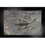 Fossils:A Keichousaurus Hui specimen  Guizhou, China, Triassic, approximately 230mya the specimen;