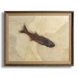 Fossils:A large Mioplosus  Green River, Wyoming, Eocene framed 58cm.; 23ins high