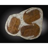 Fossils:A decorative plaque containing three partial Paradoxides trilobite specimens  Morocco, Lower